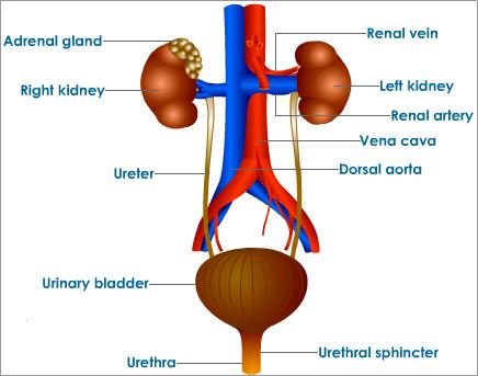 excretory system for middle school