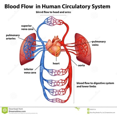 Circulatory System Notes - Welcome to Biology!