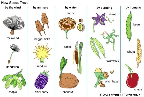 III. Advantages of Water-Dispersed Seeds