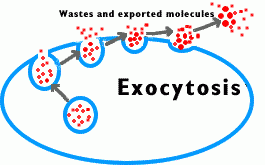 Image result for exocytosis