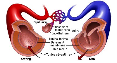 capillaries human diagram