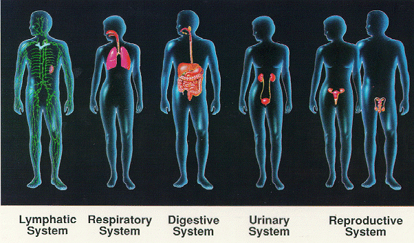 Interdependence of Human Organ Systems Explained